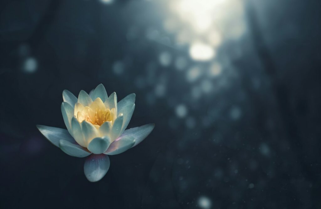Un nénuphar blanc au centre jaune sur un fond de bokeh foncé
