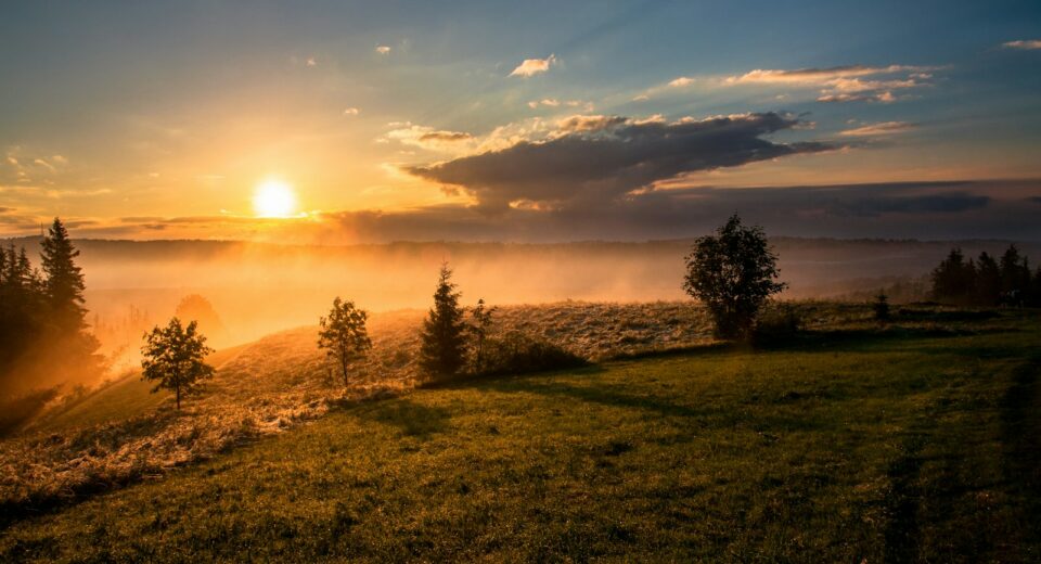 arbres sous ciel nuageux au coucher du soleil