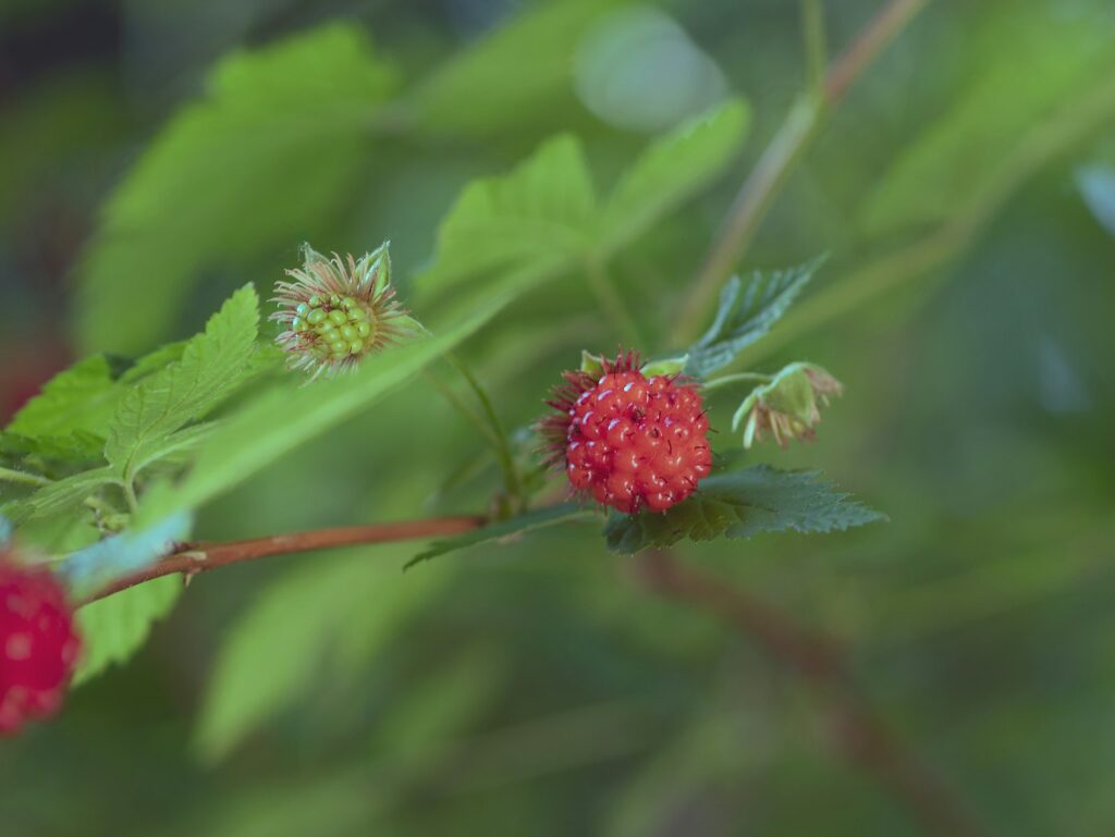 Gros plan d’une fleur sur une branche d’arbre