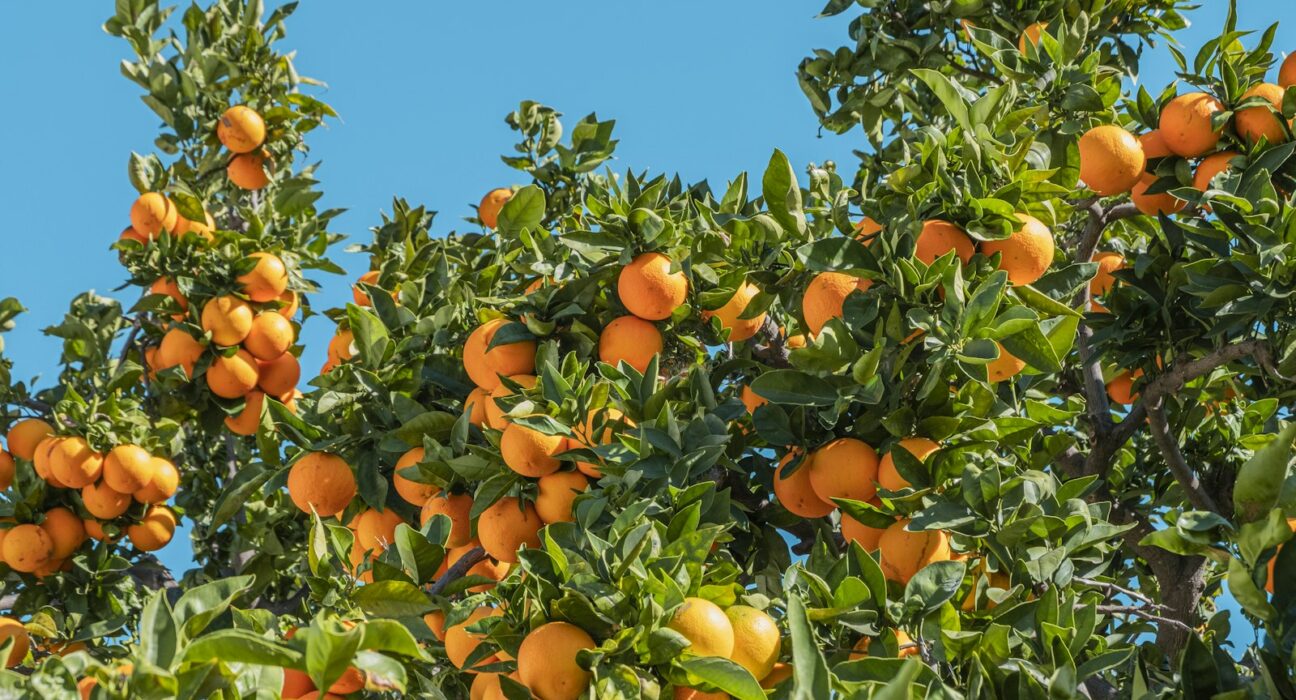 fruits orangés sous le ciel bleu pendant la journée
