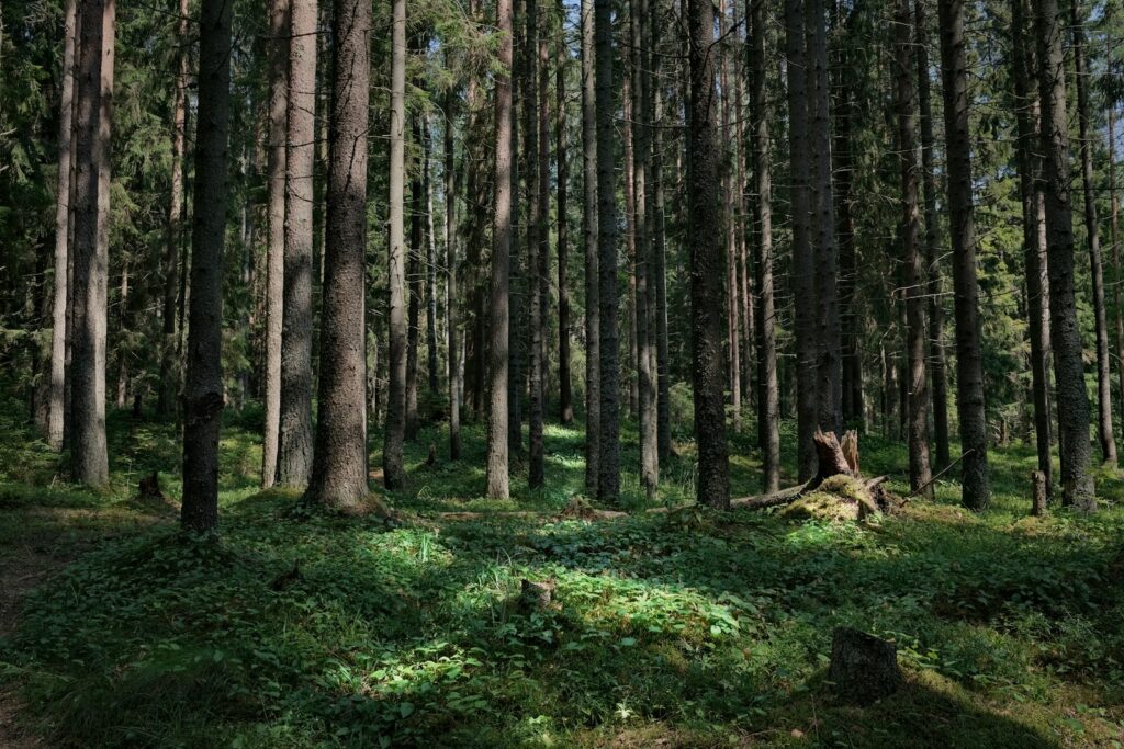 une forêt remplie de grands arbres
