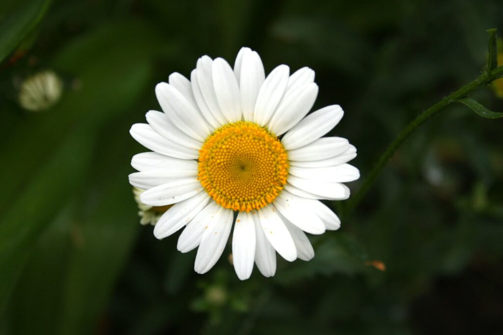 marguerite blanche en fleurs pendant la journée