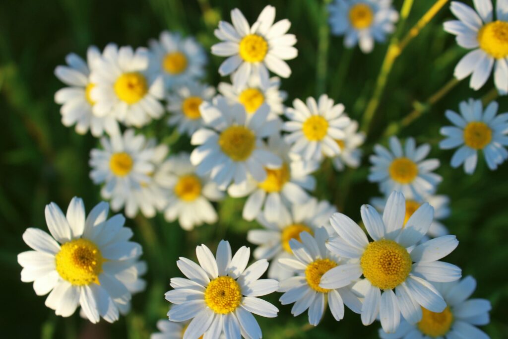 fleurs blanches et jaunes dans une lentille à bascule