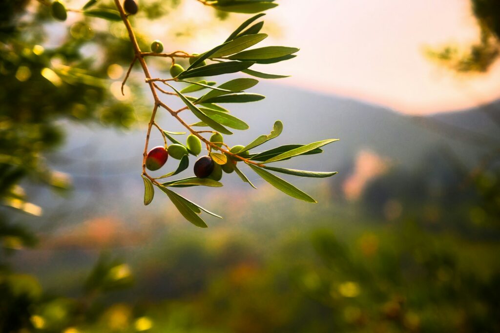 plante verte avec des fruits ronds rouges