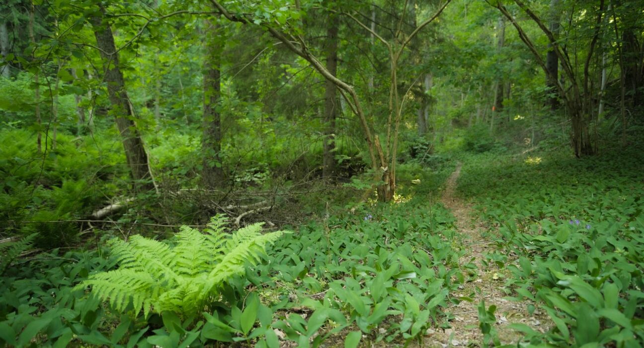 Nature et stress : l'effet apaisant d'une promenade en forêt