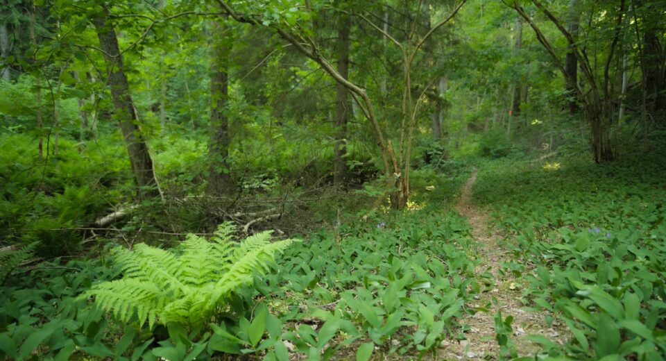 Nature et stress : l'effet apaisant d'une promenade en forêt