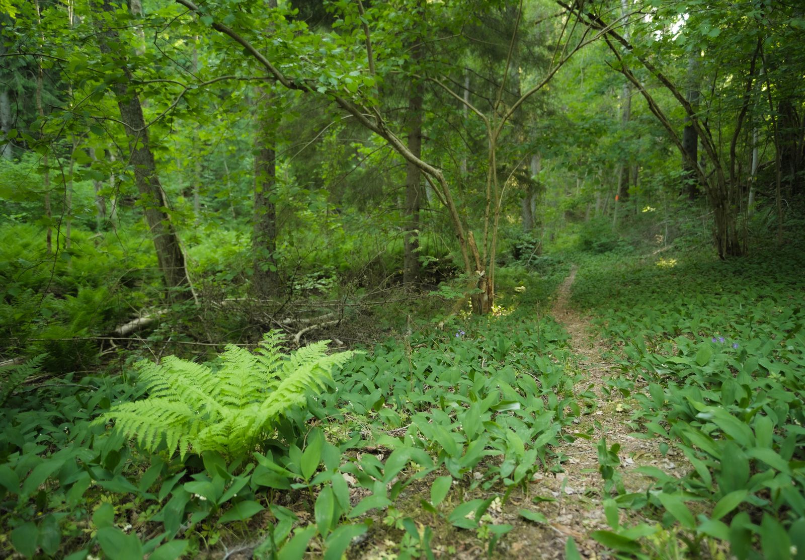 Nature et stress : l'effet apaisant d'une promenade en forêt