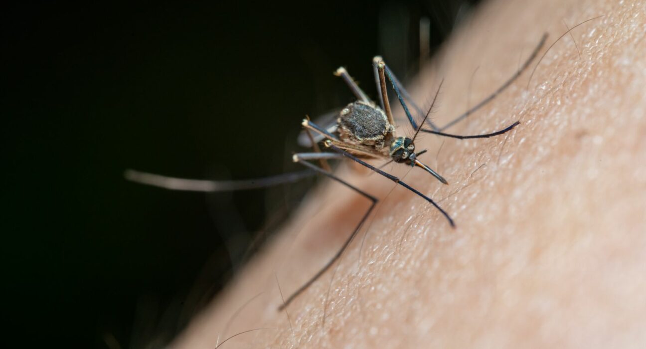 Piqûres de moustique : les gestes qui calment vraiment la démangeaison