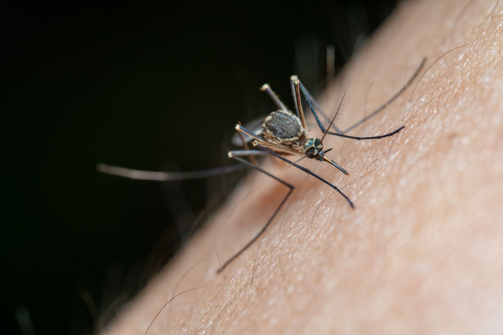 Piqûres de moustique : les gestes qui calment vraiment la démangeaison